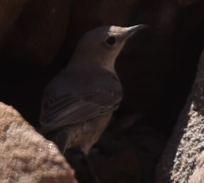 Brown-tailed Chat