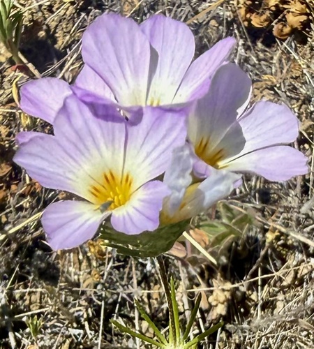 large-flowered leptosiphon (Leptosiphon grandiflorus)