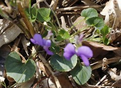 Viola obtusa