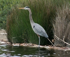 Ardea herodias
