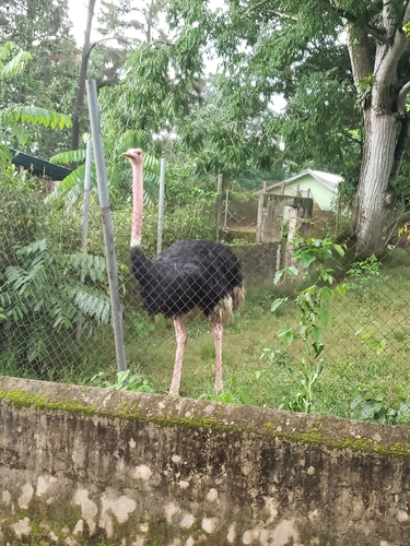 Common Ostrich
