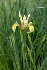 Iris grant-duffii
