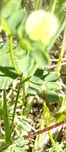 Short-flower Deervetch (Acmispon parviflorus)