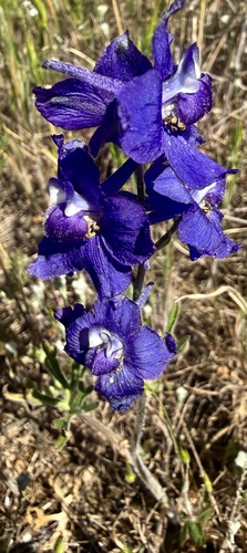 royal larkspur (Delphinium variegatum)