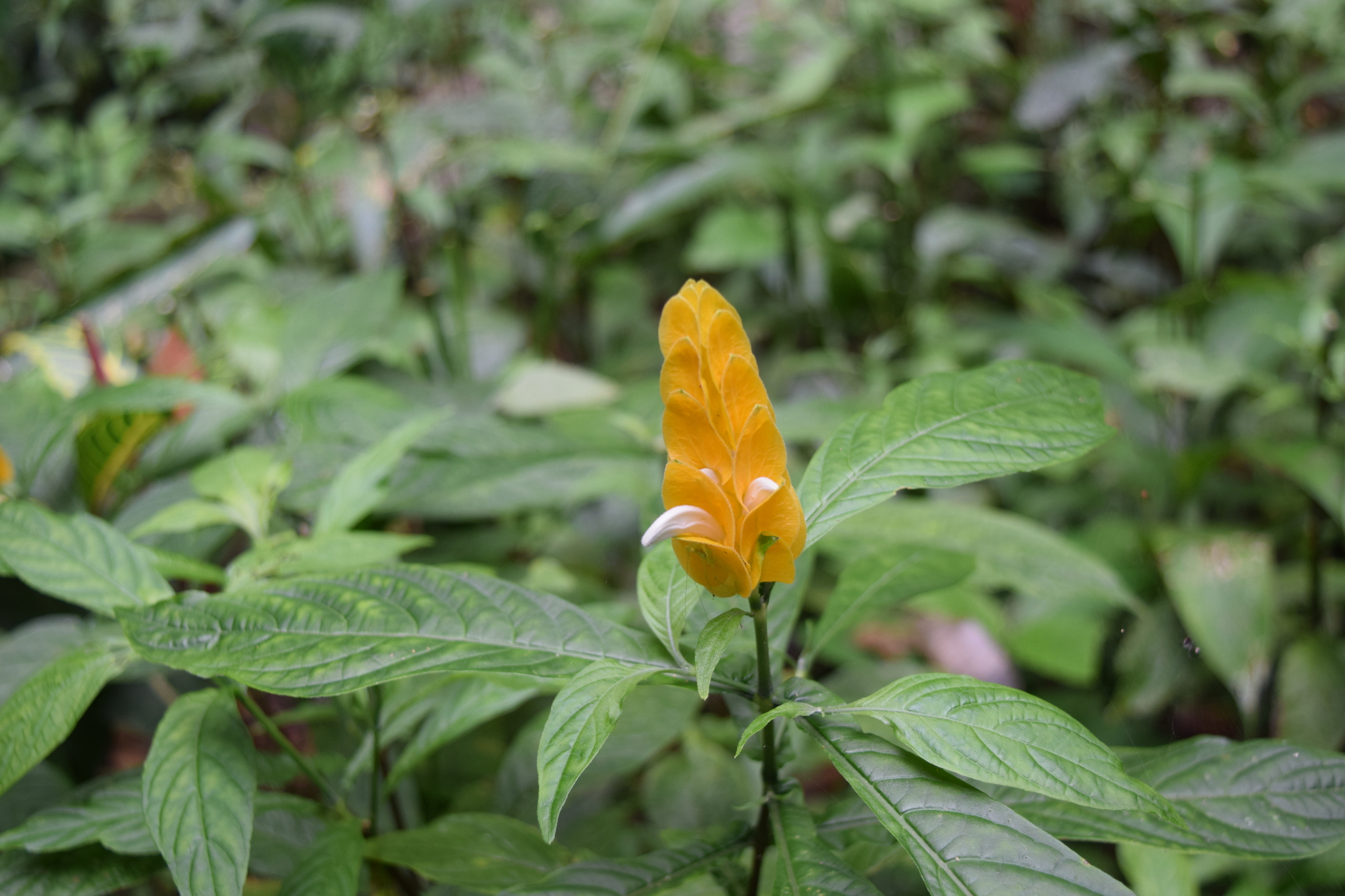 Lollipop-Plant (Pachystachys lutea)