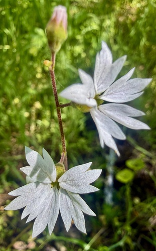 San Francisco woodland-star (Lithophragma affine)