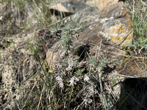 fringed sagebrush (Artemisia frigida)