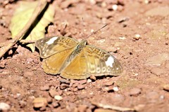 Bebearia laetitioides