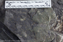 Hydropunctaria maura