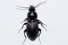 Pterostichus stygicus