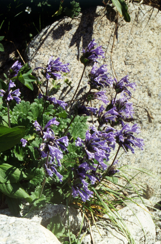 Dracocephalum imberbe