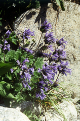 Dracocephalum imberbe