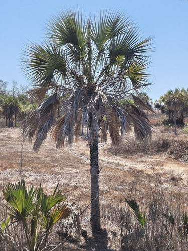 Sabal rosei