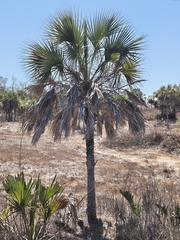 Sabal rosei