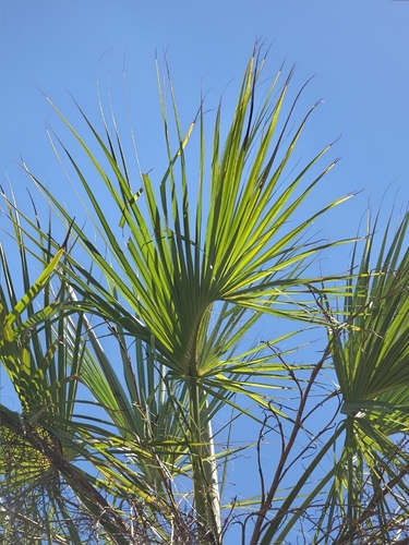 Sabal rosei, photograph 2