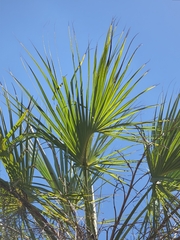 Sabal rosei, photograph (c) Gustavo ZaRo, some rights reserved (CC BY)
