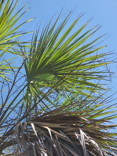 Sabal rosei, photograph 3