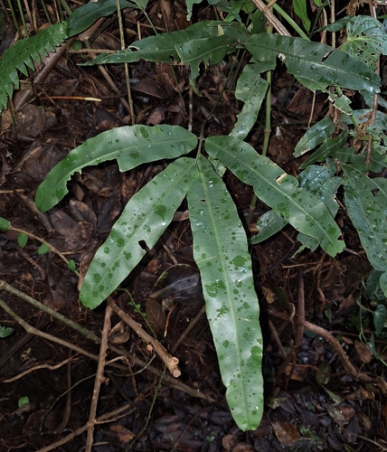 Salpichlaena volubilis, 2026-03-29