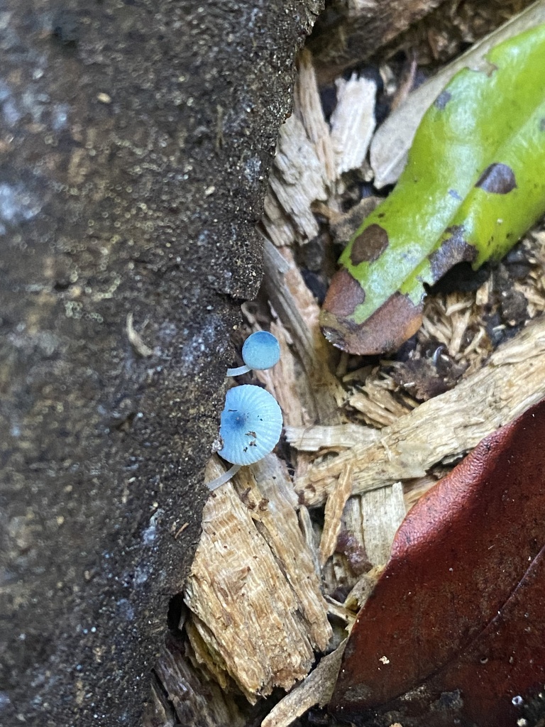 Mycena cyanocephala · April 2026 · photo: © p_eregrina (iNaturalist, cc-by)