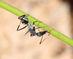 Camponotus angusticeps