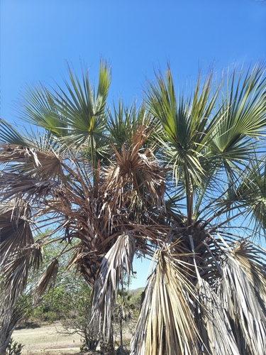 Llanos palmetto (Sabal rosei)