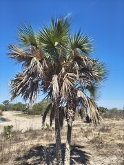 Sabal rosei, photograph (c) Gustavo ZaRo, some rights reserved (CC BY)