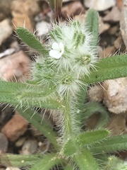 Cryptantha barbigera