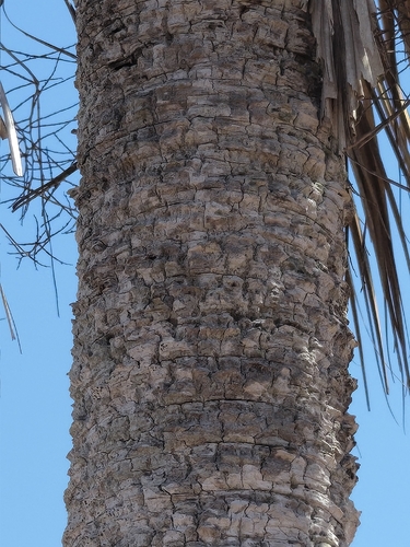 Sabal rosei, photograph 4