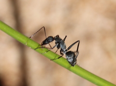 Camponotus angusticeps