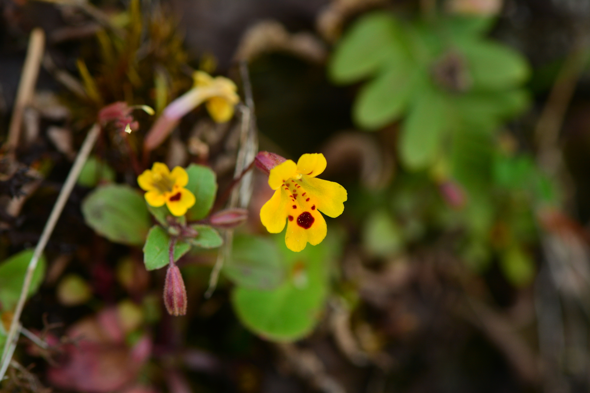 Wingstem Monkeyflower (Erythranthe alsinoides)