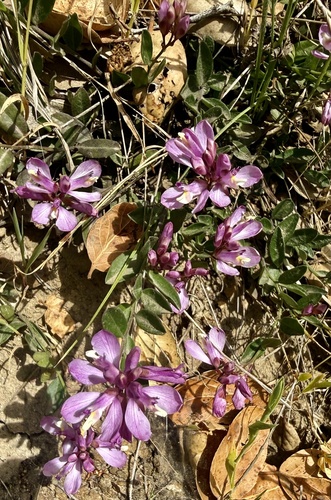 California milkwort (Rhinotropis californica)