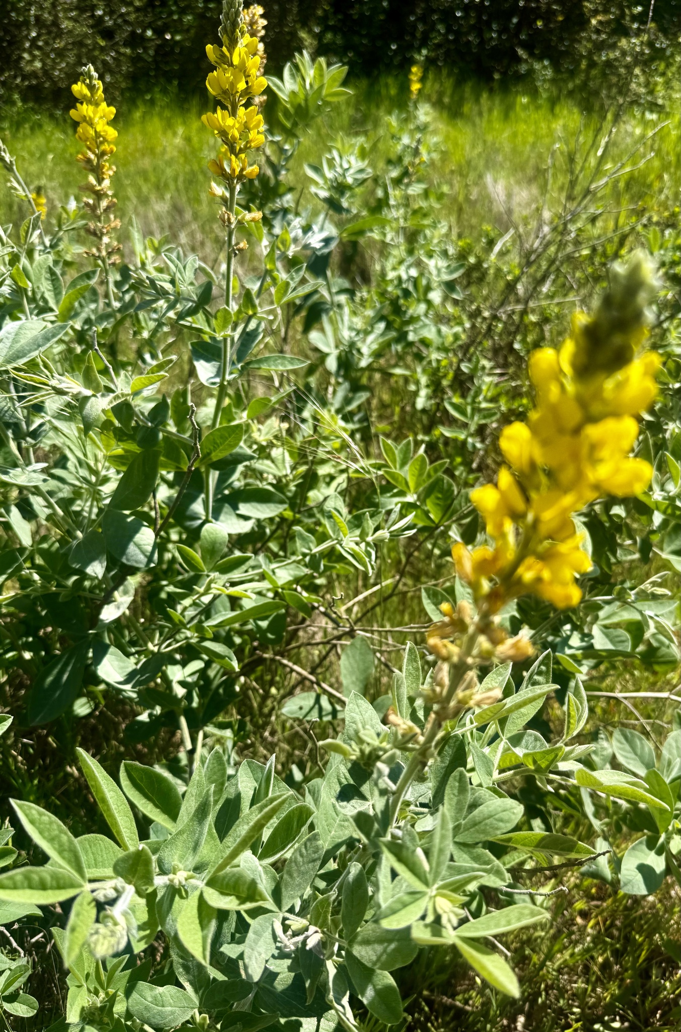 California Goldenbanner (Thermopsis californica)