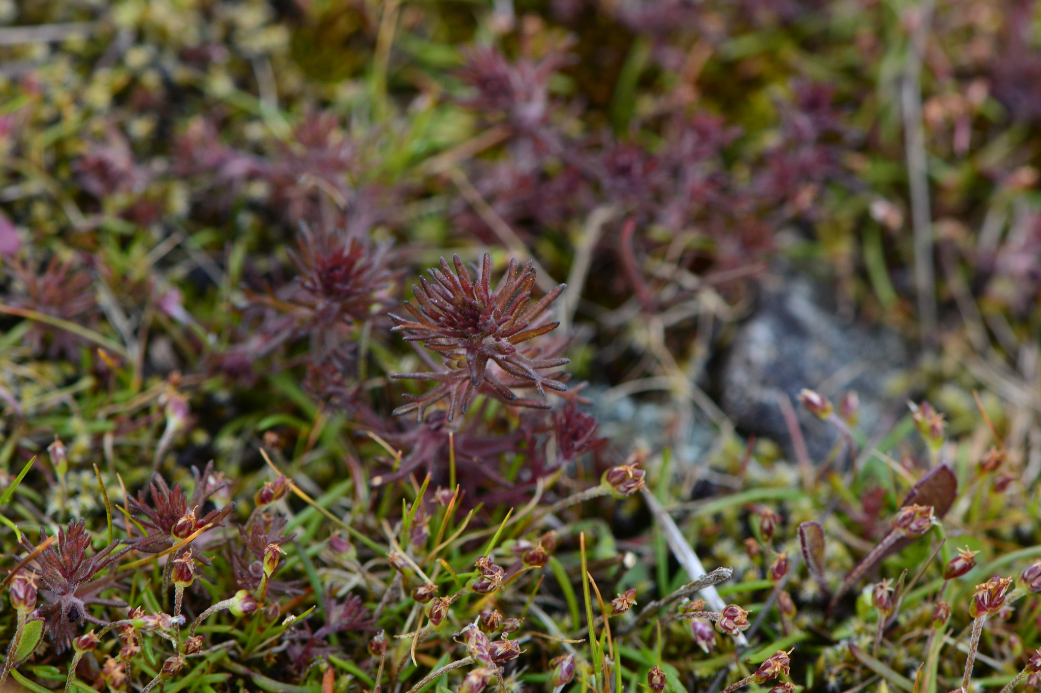 Dwarf Owl's-Clover (Triphysaria pusilla)