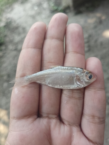 Ganges shad (Gudusia chapra) — Clupeidae