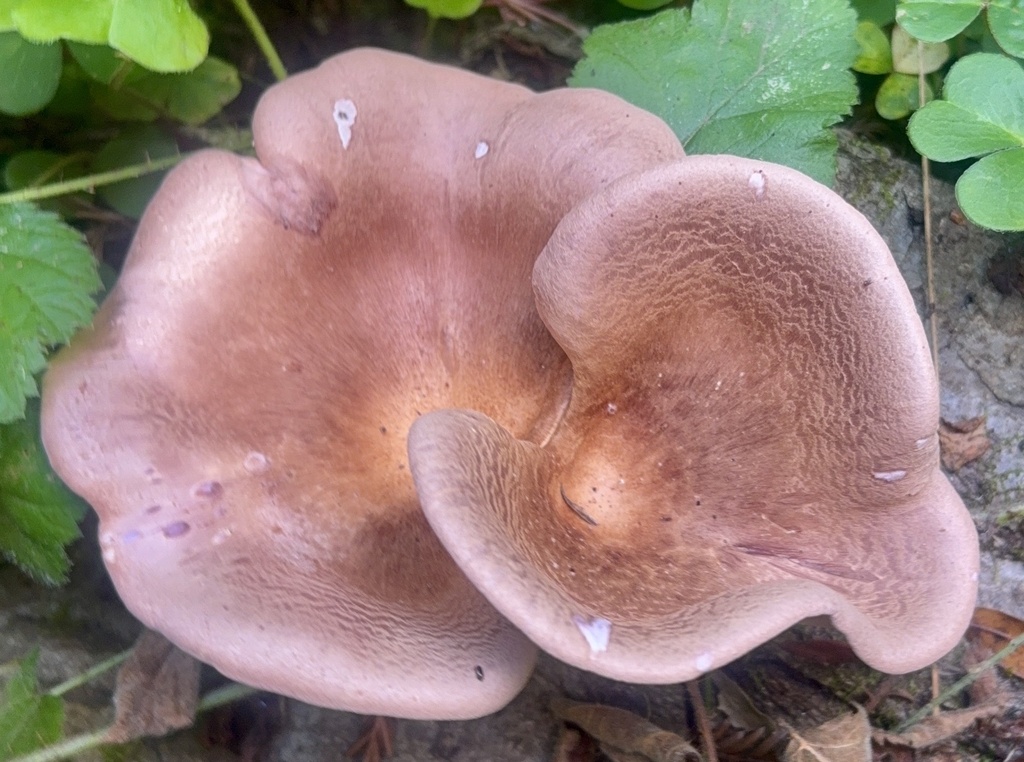 Panus conchatus · April 2026 · photo: © hllrnnr (iNaturalist, cc0)