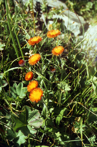Erigeron aurantiacus, photograph 2