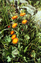 Erigeron aurantiacus, photograph (c) Oleg Kosterin, some rights reserved (CC BY)