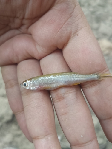 Finescale razorbelly minnow (Salmostoma phulo) — Cyprinidae — 4