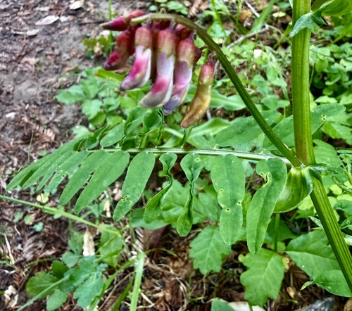 giant vetch (Vicia gigantea)