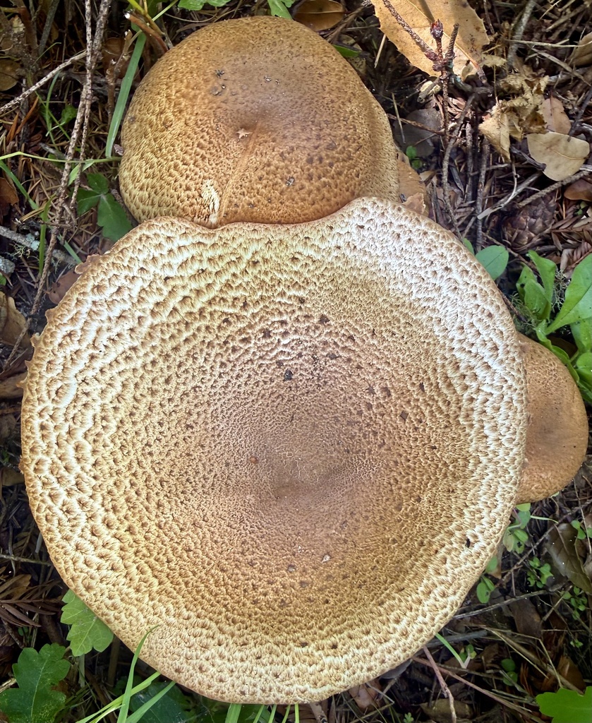Agaricus augustus · April 2026 · photo: © hllrnnr (iNaturalist, cc0)