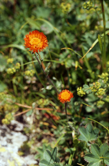Erigeron aurantiacus, photograph (c) Oleg Kosterin, some rights reserved (CC BY)