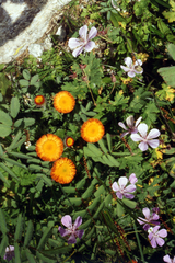 Erigeron aurantiacus, photograph (c) Oleg Kosterin, some rights reserved (CC BY)