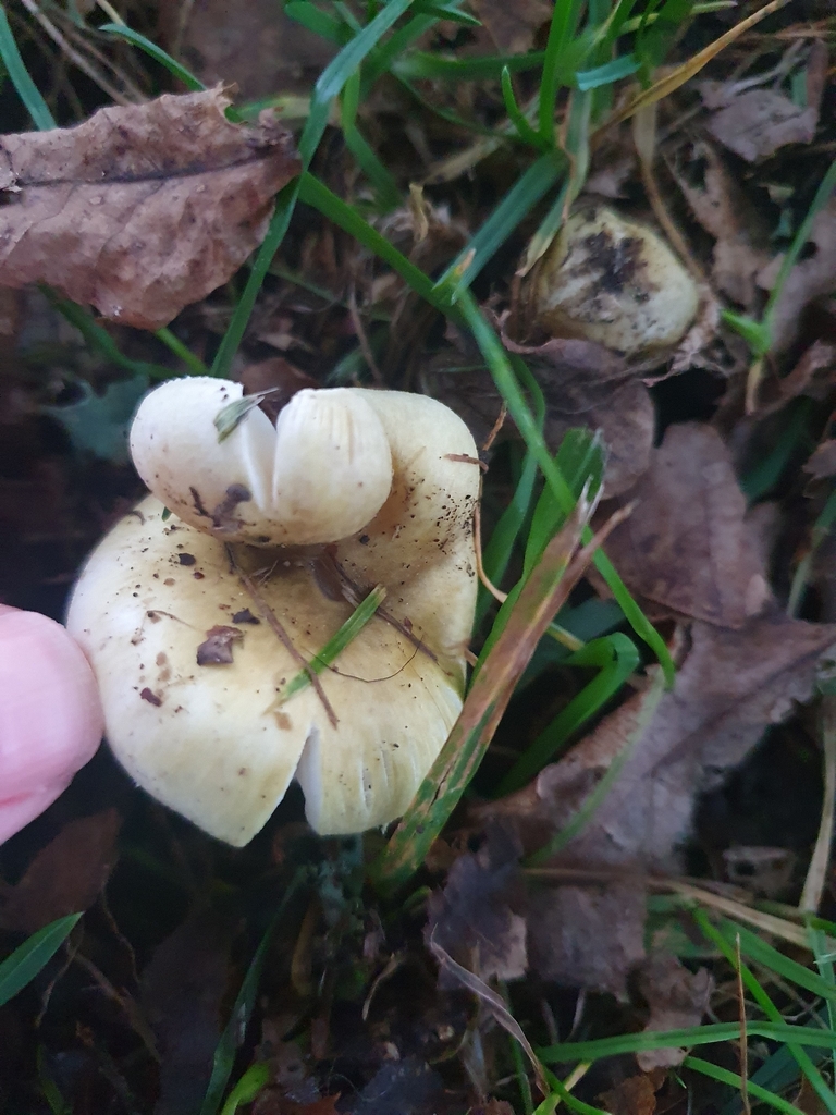 Amanita phalloides · April 2026 · photo: © corli (iNaturalist, cc-by)