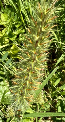 Narrow-leaved clover (Trifolium angustifolium)