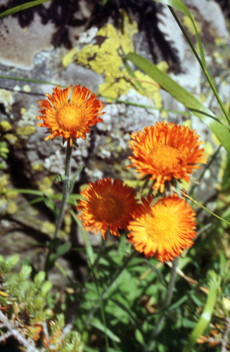 Erigeron aurantiacus, photograph 3