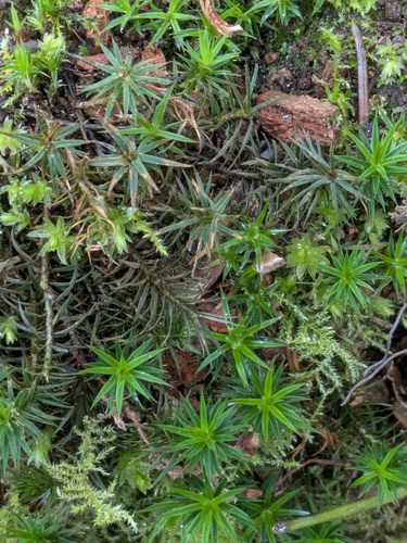 Bank Haircap Moss (Polytrichum formosum)