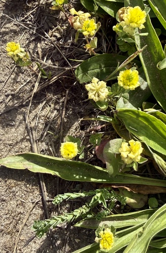 Field Clover (Trifolium campestre)