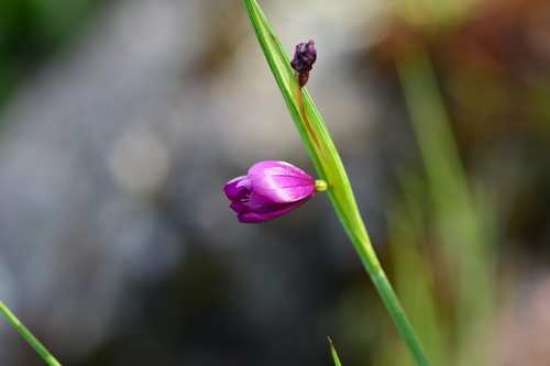 grasswidow (Olsynium douglasii)
