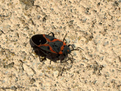Lygaeus kalmii angustomarginatus