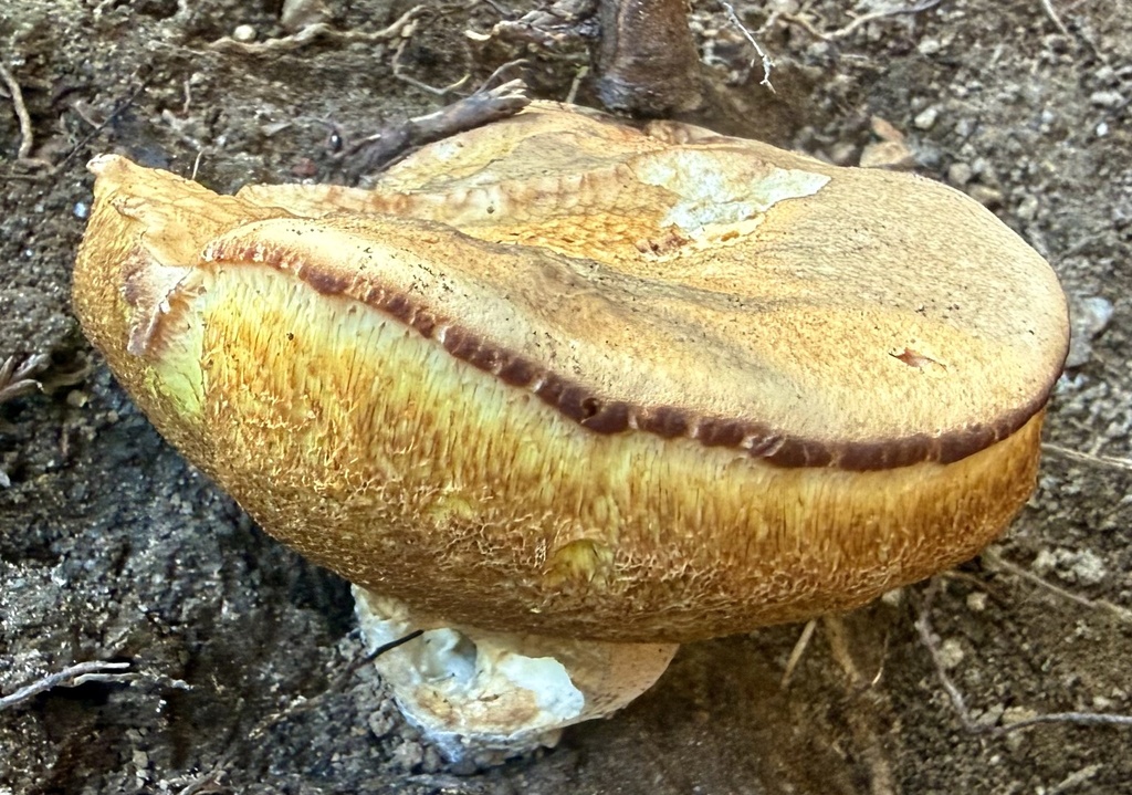 Boletus rex-veris
